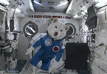 Oops - [GAME] Post a random picture Reverse-1383326970_dog_in_space